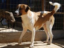CHLOE, Hund, Mischlingshund in Griechenland - Bild 2