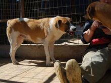 CHLOE, Hund, Mischlingshund in Griechenland - Bild 3