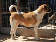 CHLOE, Hund, Mischlingshund in Griechenland - Bild 4