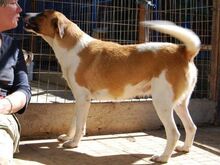 CHLOE, Hund, Mischlingshund in Griechenland - Bild 5