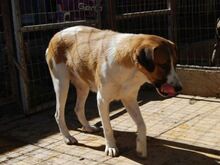 CHLOE, Hund, Mischlingshund in Griechenland - Bild 6