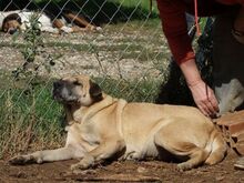 ERRICANNA, Hund, Mischlingshund in Griechenland - Bild 4