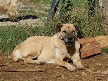 ERRICANNA, Hund, Mischlingshund in Griechenland - Bild 5