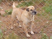 ERRICANNA, Hund, Mischlingshund in Griechenland - Bild 6