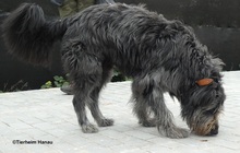 FUSSEL, Hund, Schafpudel in Hanau-Kesselstadt - Bild 8