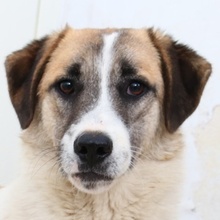 TARO, Hund, Mischlingshund in Griechenland - Bild 1