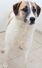 TARO, Hund, Mischlingshund in Griechenland - Bild 4