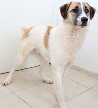 TARO, Hund, Mischlingshund in Griechenland - Bild 6