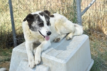 AMY, Hund, Mischlingshund in Griechenland - Bild 2