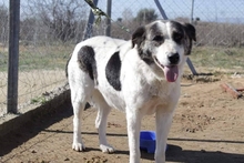 AMY, Hund, Mischlingshund in Griechenland - Bild 6