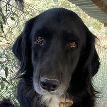 ELDONO, Hund, Mischlingshund in Griechenland - Bild 1