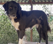 ELDONO, Hund, Mischlingshund in Griechenland - Bild 10