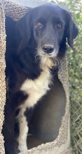ELDONO, Hund, Mischlingshund in Griechenland - Bild 2