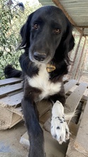 ELDONO, Hund, Mischlingshund in Griechenland - Bild 3