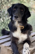 ELDONO, Hund, Mischlingshund in Griechenland - Bild 4