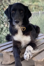 ELDONO, Hund, Mischlingshund in Griechenland - Bild 5
