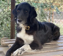 ELDONO, Hund, Mischlingshund in Griechenland - Bild 6