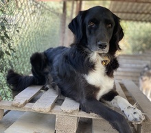 ELDONO, Hund, Mischlingshund in Griechenland - Bild 7