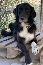 ELDONO, Hund, Mischlingshund in Griechenland - Bild 8