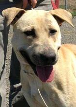 ALISA, Hund, Labrador-Shar Pei-Mix in Spanien - Bild 1