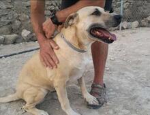 ALISA, Hund, Labrador-Shar Pei-Mix in Spanien - Bild 6