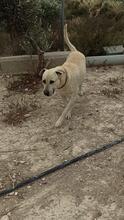ALISA, Hund, Labrador-Shar Pei-Mix in Spanien - Bild 7