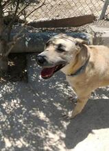 ALISA, Hund, Labrador-Shar Pei-Mix in Spanien - Bild 9