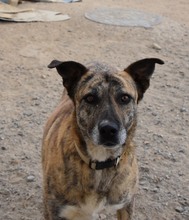 LIBIA, Hund, Mischlingshund in Spanien - Bild 11