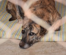 LIBIA, Hund, Mischlingshund in Spanien - Bild 14