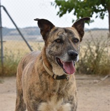 LIBIA, Hund, Mischlingshund in Spanien - Bild 15