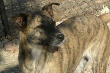 LIBIA, Hund, Mischlingshund in Spanien - Bild 16