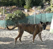 LIBIA, Hund, Mischlingshund in Spanien - Bild 17