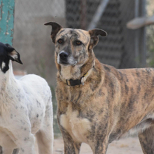 LIBIA, Hund, Mischlingshund in Spanien - Bild 18