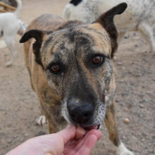 LIBIA, Hund, Mischlingshund in Markdorf - Bild 12