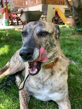 LIBIA, Hund, Mischlingshund in Markdorf - Bild 5
