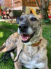 LIBIA, Hund, Mischlingshund in Markdorf - Bild 6