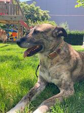 LIBIA, Hund, Mischlingshund in Markdorf - Bild 7