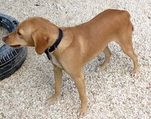 MOZART, Hund, Mischlingshund in Zypern - Bild 10