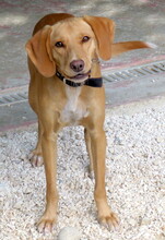 MOZART, Hund, Mischlingshund in Zypern - Bild 2