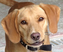 MOZART, Hund, Mischlingshund in Zypern - Bild 3