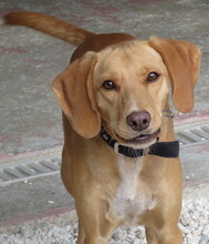 MOZART, Hund, Mischlingshund in Zypern - Bild 8