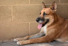 PIPA, Hund, Mischlingshund in Spanien - Bild 11