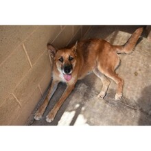 PIPA, Hund, Mischlingshund in Spanien - Bild 4