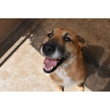 PIPA, Hund, Mischlingshund in Spanien - Bild 6
