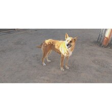 PIPA, Hund, Mischlingshund in Spanien - Bild 7