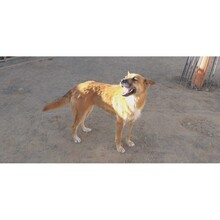 PIPA, Hund, Mischlingshund in Spanien - Bild 8