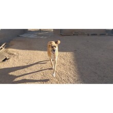 PIPA, Hund, Mischlingshund in Spanien - Bild 9