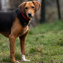 AZAYA, Hund, Mischlingshund in Hanau-Kesselstadt - Bild 1