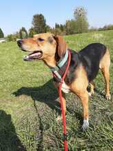 AZAYA, Hund, Mischlingshund in Hanau-Kesselstadt - Bild 2