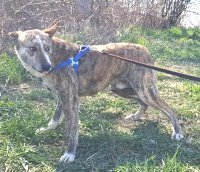 MARLOWE, Hund, Mischlingshund in Rumänien - Bild 4